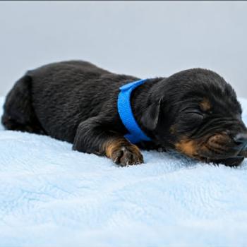 2e chiot (Portée Moustique ❤ Arès 2026) - Femelle noir et feu couleur bleu foncé Femelle Dobermann