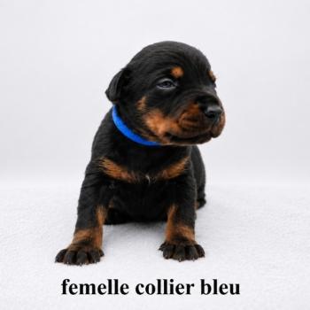 2e chiot (Portée Moustique ❤ Arès 2026) - Femelle noir et feu couleur bleu foncé Femelle Dobermann