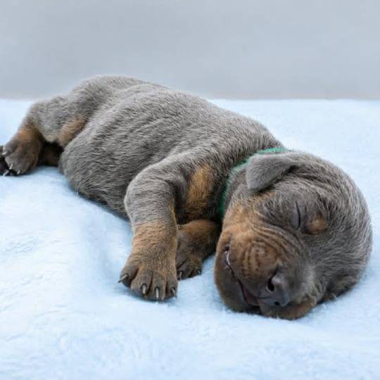 3e chiot (Portée Moustique ❤ Arès 2026) - Mâle bleu et feu collier vert foncé Mâle Dobermann