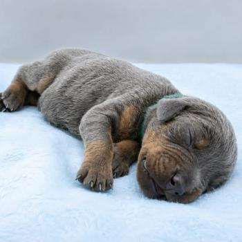 3e chiot (Portée Moustique ❤ Arès 2026) - Mâle bleu et feu collier vert foncé Mâle Dobermann
