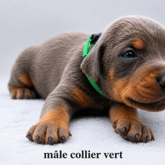 chiot Dobermann bleu et feu Phoenix bully's kennel  