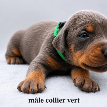 3e chiot (Portée Moustique ❤ Arès 2026) - Mâle bleu et feu collier vert foncé Mâle Dobermann