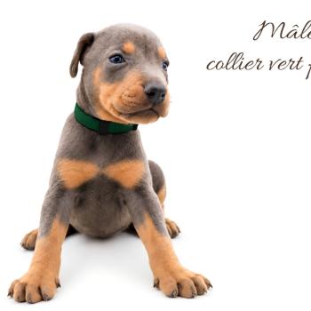 3e chiot (Portée Moustique ❤ Arès 2026) - Mâle bleu et feu collier vert foncé Mâle Dobermann