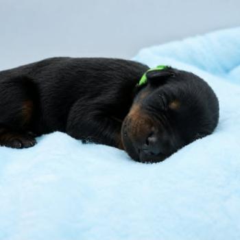 4e chiot (Portée Moustique ❤ Arès 2026) - Mâle noir et feu collier vert clair Mâle Dobermann