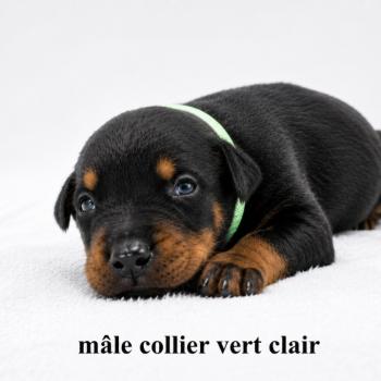 4e chiot (Portée Moustique ❤ Arès 2026) - Mâle noir et feu collier vert clair Mâle Dobermann