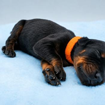 5e chiot (Portée Moustique ❤ Arès 2026) - Mâle Noir et feu collier orange Mâle Dobermann