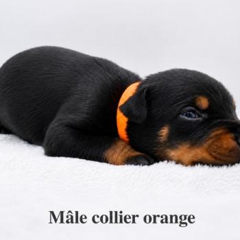 5e chiot (Portée Moustique ❤ Arès 2026) - Mâle Noir et feu collier orange Mâle Dobermann