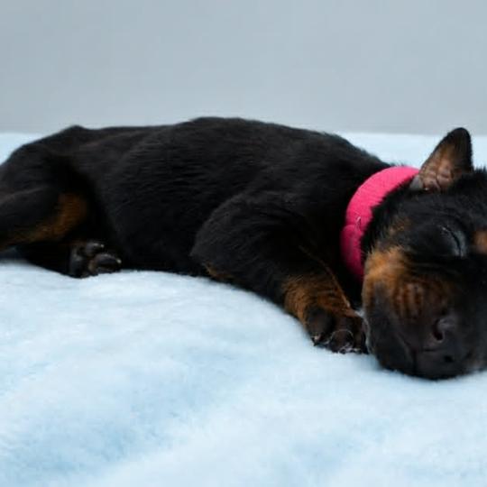 6e chiot (Portée Moustique ❤ Arès 2026) - Femelle Noir et feu fuchsia Femelle Dobermann