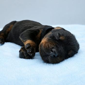 7e chiot (Portée Moustique ❤ Arès 2026) - Mâle Noir et feu collier noir Mâle Dobermann