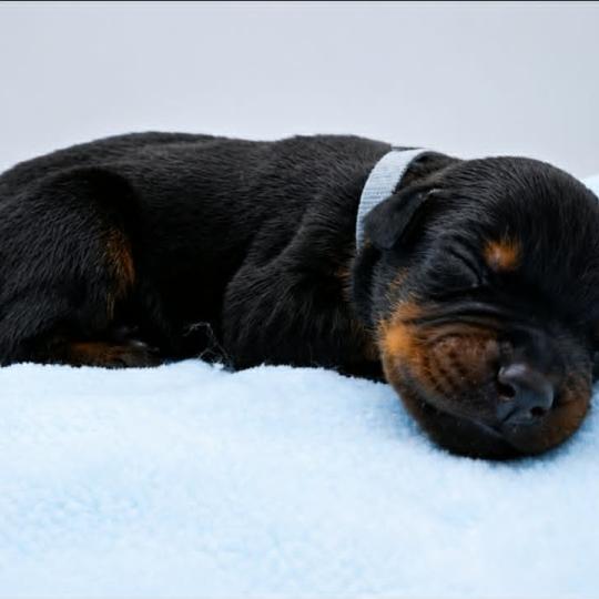 8e chiot (Portée Moustique ❤ Arès 2026) - Mâle Noir et feu collier gris Mâle Dobermann