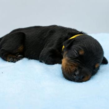 9e chiot (Portée Moustique ❤ Arès 2026) - Femelle Noir et feu collier jaune Femelle Dobermann