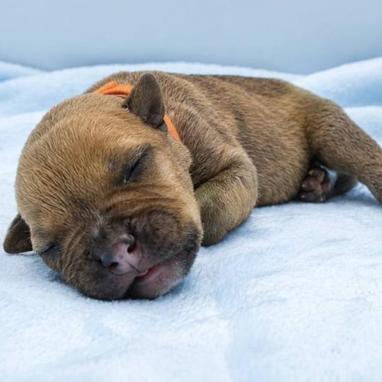 5e chiot (Portée Maisy ❤ Sirius) - Mâle blue fawn collier orange Mâle American Bully