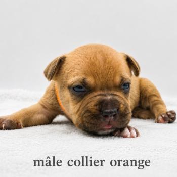 5e chiot (Portée Maisy ❤ Sirius) - Mâle blue fawn collier orange Mâle American Bully