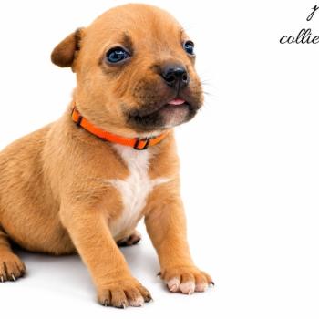5e chiot (Portée Maisy ❤ Sirius) - Mâle blue fawn collier orange Mâle American Bully