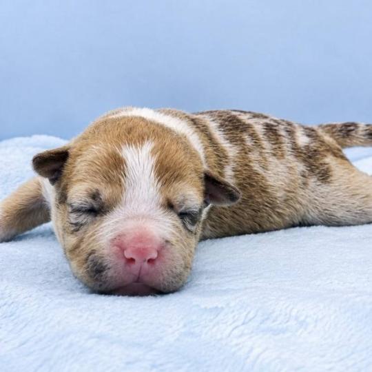 6e chiot (Portée Maisy ❤ Sirius) - Mâle blue fawn merle collier bleu clair Mâle American Bully