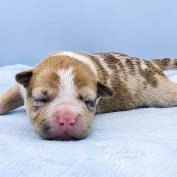 6e chiot (Portée Maisy ❤ Sirius) - Mâle blue fawn merle collier bleu clair Mâle American Bully