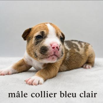 6e chiot (Portée Maisy ❤ Sirius) - Mâle blue fawn merle collier bleu clair Mâle American Bully