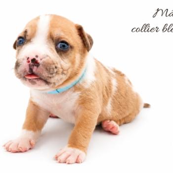 6e chiot (Portée Maisy ❤ Sirius) - Mâle blue fawn merle collier bleu clair Mâle American Bully