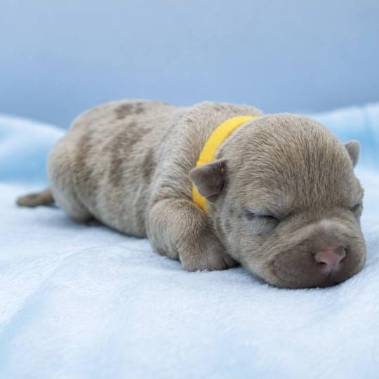 7e chiot (Portée Maisy ❤ Sirius) - Femelle blue fawn merle collier jaune Femelle American Bully