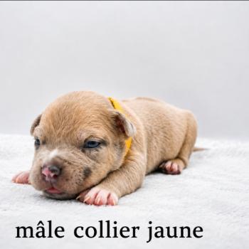 7e chiot (Portée Maisy ❤ Sirius) - Femelle blue fawn merle collier jaune Femelle American Bully