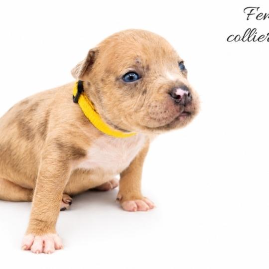 chiot American Bully blue fawn merle Phoenix bully's kennel  