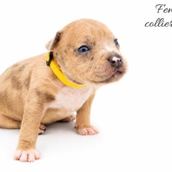 7e chiot (Portée Maisy ❤ Sirius) - Femelle blue fawn merle collier jaune Femelle American Bully