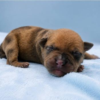 8e chiot (Portée Maisy ❤ Sirius) - Femelle fawn merle collier rose clair Femelle American Bully