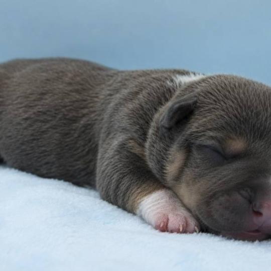 chiot American Bully Tricolore bleu Phoenix bully's kennel  
