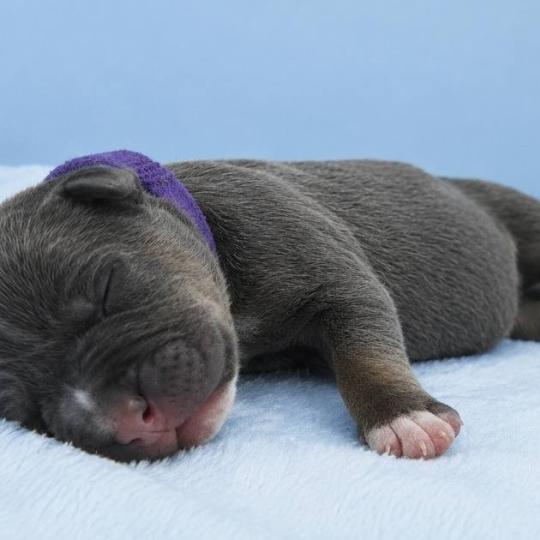 chiot American Bully Tricolore bleu Phoenix bully's kennel  