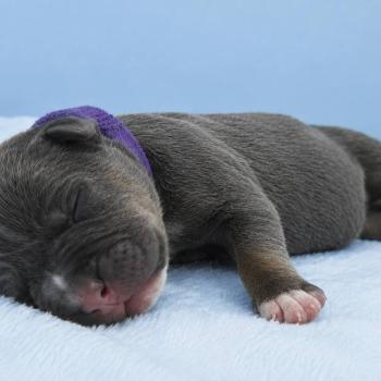 1er chiot (Portée Panda ❤ Sirius) - Femelle Tricolore bleu collier violet Femelle American Bully