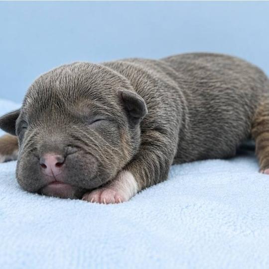 3e chiot (Portée Panda ❤ Sirius) - Femelle Tricolore bleu collier rouge Femelle American Bully