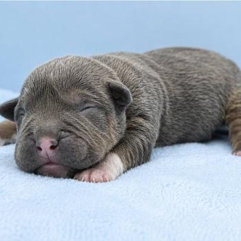 3e chiot (Portée Panda ❤ Sirius) - Femelle Tricolore bleu collier rouge Femelle American Bully