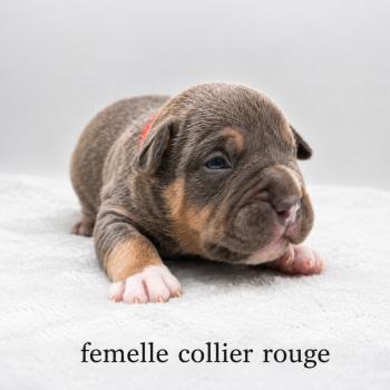 3e chiot (Portée Panda ❤ Sirius) - Femelle Tricolore bleu collier rouge Femelle American Bully