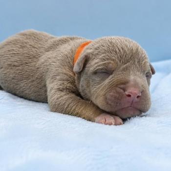 6e chiot (Portée Panda ❤ Sirius) - Femelle Tricolore lilac collier orange Femelle American Bully