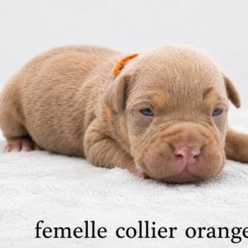 6e chiot (Portée Panda ❤ Sirius) - Femelle Tricolore lilac collier orange Femelle American Bully