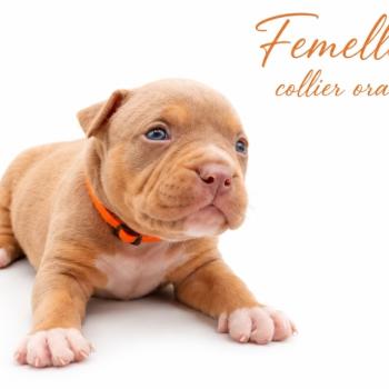 6e chiot (Portée Panda ❤ Sirius) - Femelle Tricolore lilac collier orange Femelle American Bully