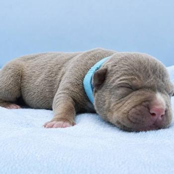 7e chiot (Portée Panda ❤ Sirius) - Femelle Tricolore lilac collier bleu clair Femelle American Bully
