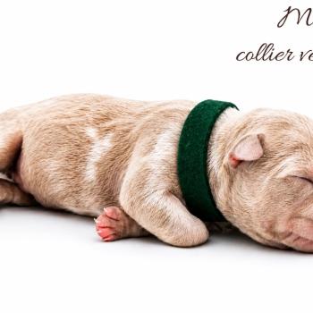 1er chiot (Portée Ursa ❤ Yoko) - Mâle tricolore lilac merle Collier vert foncé (1) Mâle American Bully