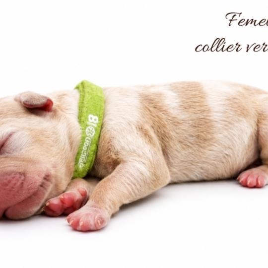 2e chiot (Portée Ursa ❤ Yoko) - Femelle tricolore lilac merle Collier vert clair (8) Femelle American Bully