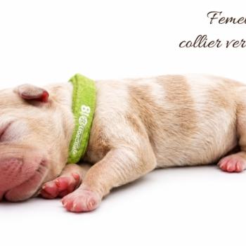 2e chiot (Portée Ursa ❤ Yoko) - Femelle tricolore lilac merle Collier vert clair (8) Femelle American Bully