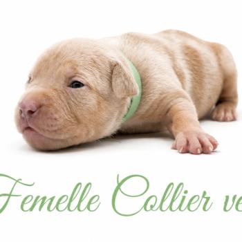 1er chiot (Portée Unknown mommy ❤ Unknown daddy) - Femelle tricolore lilac merle Collier vert clair (8) Femelle American Bully