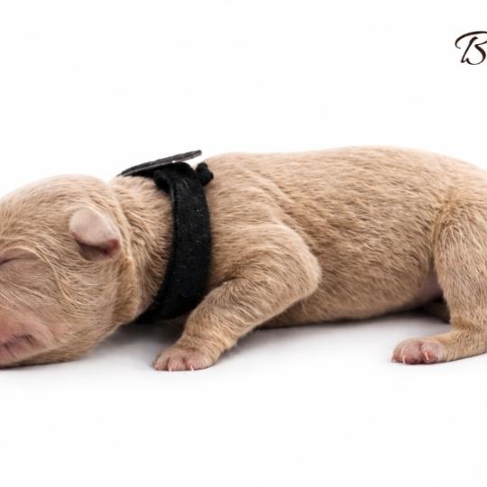 Phoenix bully's kennel Binx Mâle American Bully