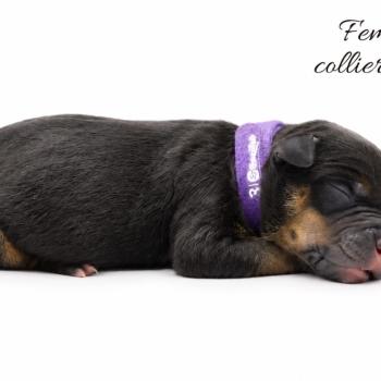 4e chiot (Portée Ursa ❤ Yoko) - Femelle tricolore noir collier violet (3) Femelle American Bully