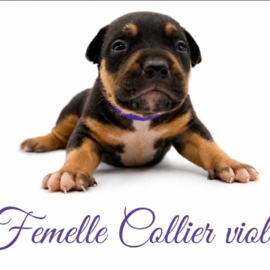 chiot American Bully tricolore noir Phoenix bully's kennel  