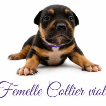 2e chiot (Portée Unknown mommy ❤ Unknown daddy) - Femelle tricolore noir collier violet (3) Femelle American Bully
