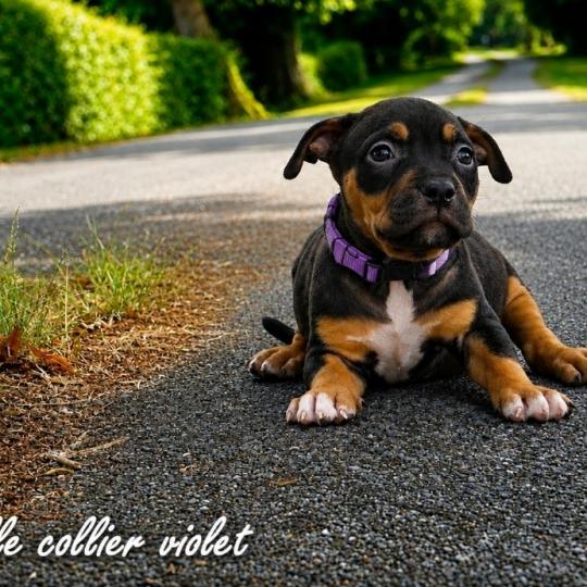 chiot American Bully tricolore noir Phoenix bully's kennel  