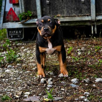 Birdy Femelle American Bully