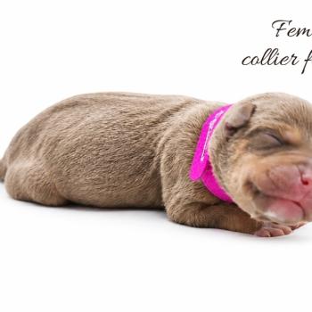 5e chiot (Portée Ursa ❤ Yoko) - Femelle tricolore lilac Collier fuchsia (4) Femelle American Bully