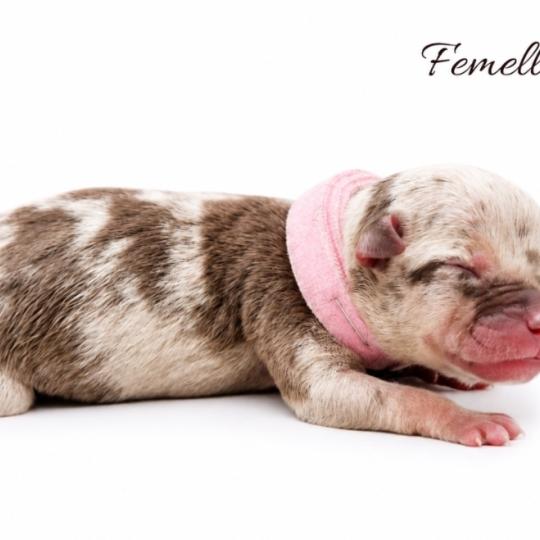 6e chiot (Portée Ursa ❤ Yoko) - Femelle tricolore chocolat merle Collier rose (10) Femelle American Bully