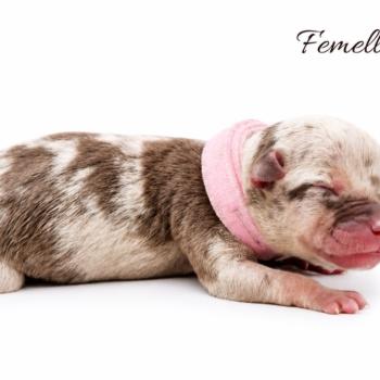 6e chiot (Portée Ursa ❤ Yoko) - Femelle tricolore chocolat merle Collier rose (10) Femelle American Bully